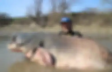 Pria Ini Tak Menyangka Berhasil Menangkap Ikan Lele Raksasa, Lebih Besar daripada Buaya!
