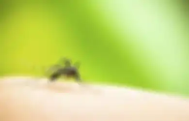 Bikin Tak Bisa Tidur Gegara Nyamuk yang Membandel, Usir dengan Letakkan Bahan Alami Anti Nyamuk Ini di Setiap Sudut Rumah dan Rasakan Bedanya