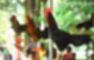 Memelihara Ayam di Rumah Sama Saja dengan 'Memelihara' Bom Waktu dengan Kekuatan Mematikan
