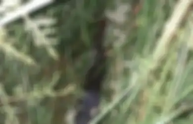 Petani di Sumsel Tembak Teman Sendiri Setelah Mengira Semak-semak Bergerak adalah Babi Hutan