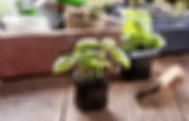 Ini Caranya Tingkatkan Kualitas Udara dalam Ruangan Anda, Salah Satunya Cukup dengan Minyak Esensial