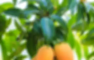 Tidak Hanya Buahnya, Ini 6 Manfaat Kesehatan Daun Mangga, Salah Satunya Turunkan Hipertensi