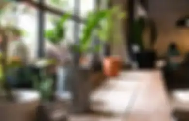 Taruh Tanaman di Dalam Rumah dan Rasakan 5 Manfaat Baik Berikut Ini