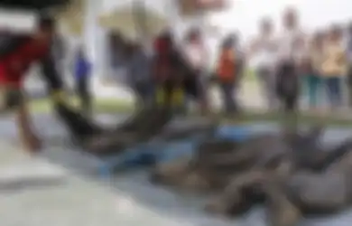 Gali Lubang untuk Septic Tank, Pekerja Ini Malah 'Bongkar' Kuburan Massal 45 Jenazah Korban Tsunami Aceh 14 Tahun Lalu