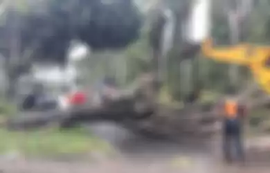 Tampak pohon tumbang menutup akses jalan Raya Carita, Kabupaten Pandeglang, Banten, Minggu (23/12/20