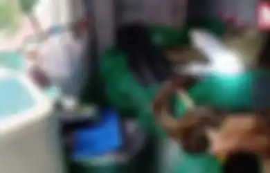 Ular Piton Sepanjang 4 Meter Lepas dari Kandangnya, Lalu Ditemukan di Tumpukan Cucian Setelah Melahap yang Ditemuinya