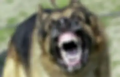 Kisah Tragis Seorang Pria yang Meregang Nyawa Usai Melemparkan Batu pada Anjing Tetangganya