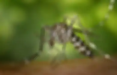 Mulai Musim Hujan Banyak Serangga Bermunculan, Tak Perlu Obat Kimia, Ini Cara Ampuh Usir Nyamuk dan Serangga Lain, Dijamin Ampuh!