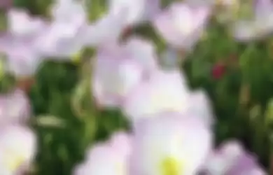 Bunga Primrose mampu memberikan respons terhadap suara sayap lebah, dengan membuat madunya lebih manis dan mengundang lebah tersebut.