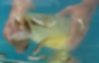 Beli Ikan Arwana dengan Harga Murah, Pria Ini Kaget Lihat Mulut Ikan Itu Tertutup, Dikira Sudah Mati Ternyata Isi Mulut Ikan Tersebut Langsung Membuatnya Kaya Mendadak