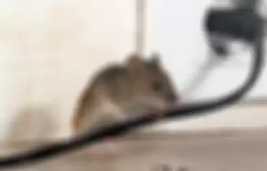 Cara mencegah tikus masuk dalam dapur