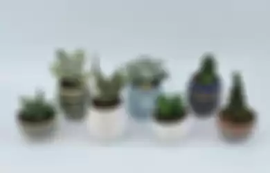 Agar Selalu Tampil Segar, Inilah 5 Tips Mudah Merawat Kaktus di Pot
