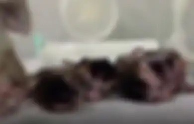 China Berhasil Ciptakan 'Monyet Hidup' Lewat Kloning, Tetapi Ada Fakta Mengerikan di Baliknya