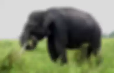 Gajah sedang makan rumput menggunakan belalainya.
