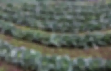 Harga Sayur Kol Anjlok Drastis, Ini Manfaat Kesehatan yang Didapat dari Mengonsumsi Jus Kol