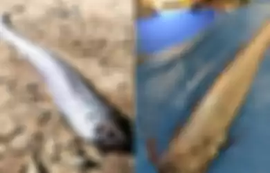 Ikan oar, oleh masyarakat Jepang, ikan ini dianggap sebagai pertanda akan datangnya gempa bumi dan tsunami.