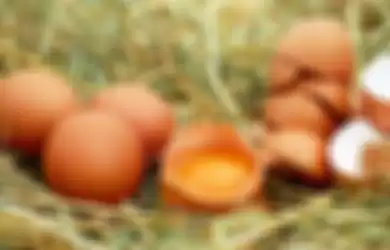 Ilustrasi telur ayam