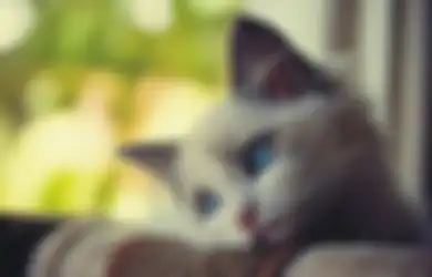 Bukan Ponsel atau Narkoba, Tapi Wanita Ini Selundupkan 2 Ekor Kucing di Tubuhnya Dengan Cara Pura-pura Hamil