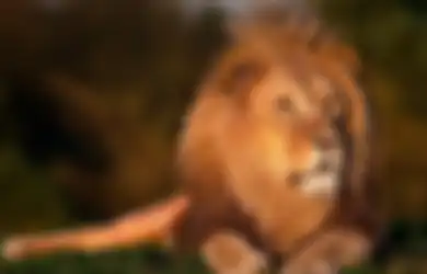 Akhir Tragis Pemburu Satwa Liar, Tewas Diinjak Gajah Hingga Dimakan Singa Saat Berburu