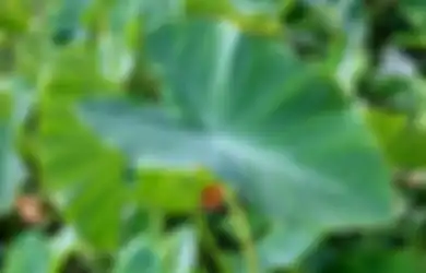 Daun Talas Ternyata Punya 9 Manfaat Luar Biasa untuk Kesehatan, dari Turunkan Tekanan Darah Tinggi Hingga Cegah Kanker