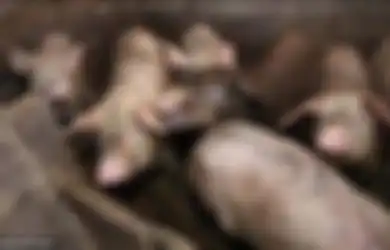 Sering Makan Daging Babi, Otak Wanita Ini Digerogoti Larva Parasit Hingga Meninggal