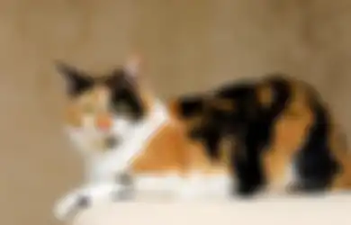Mitos dan Fakta Kucing Jantan Tiga Warna, Mau Tahu Harganya? Wow!