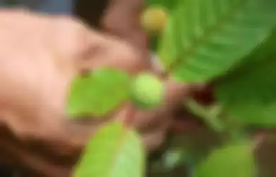 Penanam kratom, Gusti Prabu, menunjukkan tunas tanaman kratom di sebuah perkebunan di Pontianak, Kalimantan Barat, Selasa (25/12/2018).  Masyarakat penanam kratom mendesak ketegasan Pemerintah terkait legalitas tanaman tersebut yang diketahui memiliki nilai ekonomi karena khasiatnya sebagai obat her