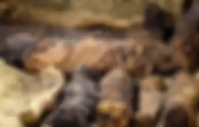 Selalu Menyimpan Teka-teki, Dengan Usianya yang Mencapai 2000 Tahun Lebih, 40 Mumi Ini Tua Ditemukan di Mesir, Begini Penampakannya