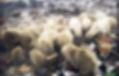 Es di Antartika Mencair, Beruang Kutub Berinvasi ke Pemukiman Warga, Untuk Apa?