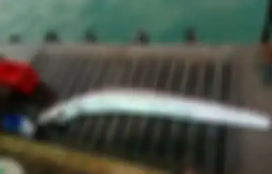 Ikan 'Penanda' Gempa dan Tsunami Fukushima Tertangkap Nelayan, Warga Peru Siaga Gempa dan Tsunami