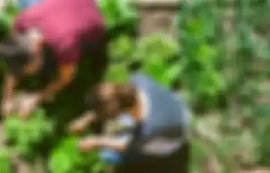 Kehabisan Sayuran, Mulai Tanam Sayur-sayuran Ini di Rumah Selama Corona, Mudah Dipraktikkan!