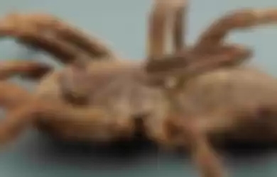 Ceratogyrus attonitifer, Arachnida yang tidak biasa ini adalah kelompok tarantula yang dikenal sebagai laba-laba babon bertanduk.