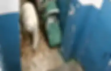 Satu Kota Mencekam, Setelah Puluhan Beruang Kutub Menyerbu dan Mengejar Warga