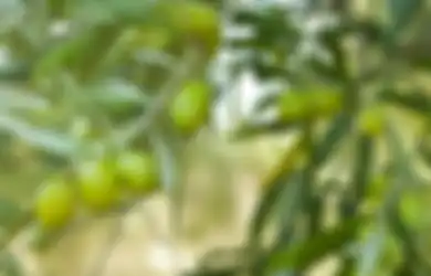 Selain dari Dokter, Penderita Leukemia Bisa Mencoba Obat Herbal Ini