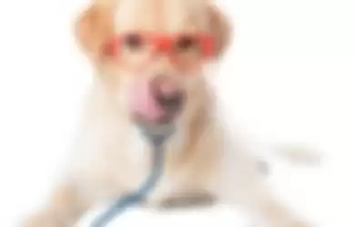 doctor dog