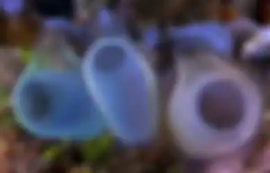 Mengenal Sea Squirt, Hewan Kecil Elastis yang Menyerap Polusi Plastik Lautan