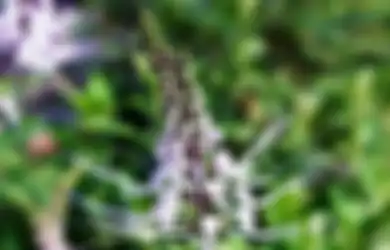 Kumis Kucing, Herbal Penyembuh Radang Ginjal Sampai Rematik