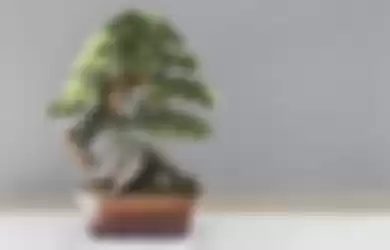 Ilustrasi Bonsai