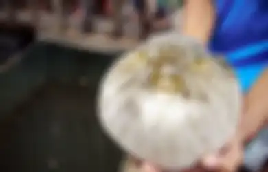 Satu Keluarga Tewas Keracunan Setelah Makan Ikan Buntal, Ini Efek pada Tubuh Orang yang Nekat Memakan Ikan Buntal