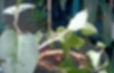 Daun Binahong yang Tumbuh di Sekitar Rumah, Siapa Sangka Bisa Digunakan untuk Mencegah Kerusakan Paru-paru hingga Obati Sakit Perut