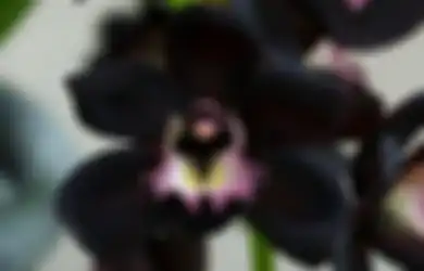 Anggrek Hitam Papua, Si Eksotis yang Mendunia dengan Harga yang Bikin Klenger