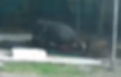 Tangkapan layar rekaman insiden seorang pria perawat gajah di India tewas diduduki gajah yang sedang dimandikannya.