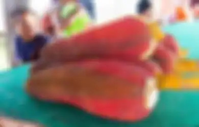  Buah Merah Asal Papua Ini Punya Manfaat Kesehatan yang Menakjubkan