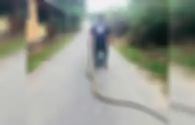 Raja Ular yang Taklukkan Ular Kobra Sepanjang 4 Meter dengan Tangan Kosong Ini Justru Dikecam oleh Petugas Satwa Liar, Mengapa?