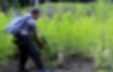 Personel Polisi dari Polres Aceh Besar sedang mencabut batang tanaman ganja yang ditemukan dilahan seluas satu hektar di kawsan hutan Desa Cot Sibate, Kecamatan Montasik, Aceh Besar," Rabu (06/03/2019). tanaman ganja ini diperkirakan telah berusia tiga bulan dengan ketinggian 50 hingga 150 centimete