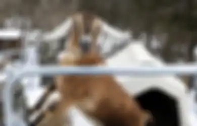Cerita Unik Lincoln, Seekor Kambing yang Terpilih sebagai 'Wali Kota' di Kota Kecil AS