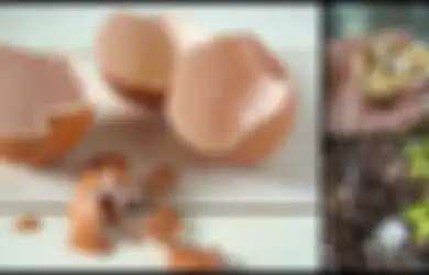 Termasuk 'Pemanis Kopi', Ini 5 Manfaat Kulit Telur yang Jarang Diketahui Orang