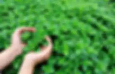 Punya Tanaman Ini di Rumah? Tikus, Laba-laba, dan Serangga Akan Kabur
