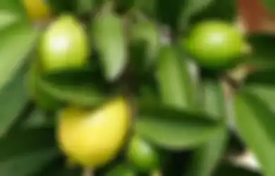 5 Manfaat Hebat dari Daun Jambu Biji, Atasi Diabetes Hingga Kolesterol