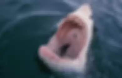 Ilustrasi hiu putih tertangkap nelayan